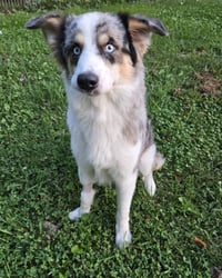 Bandit - Photo 2