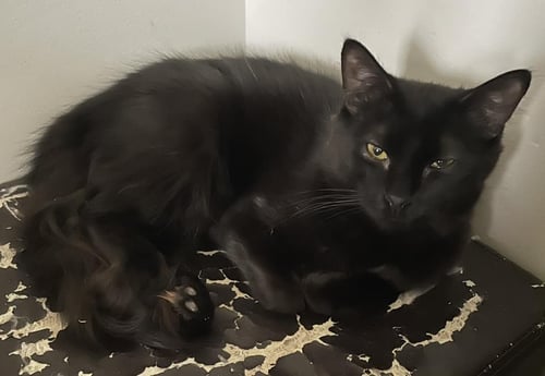 SCHROEDER - Domestic Medium Hair for adoption in Morgantown