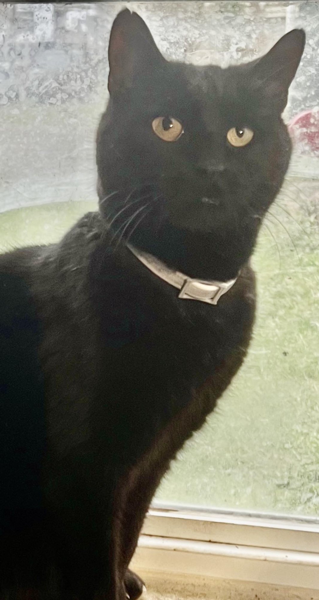 MR. CAT - Domestic Medium Hair available for adoption