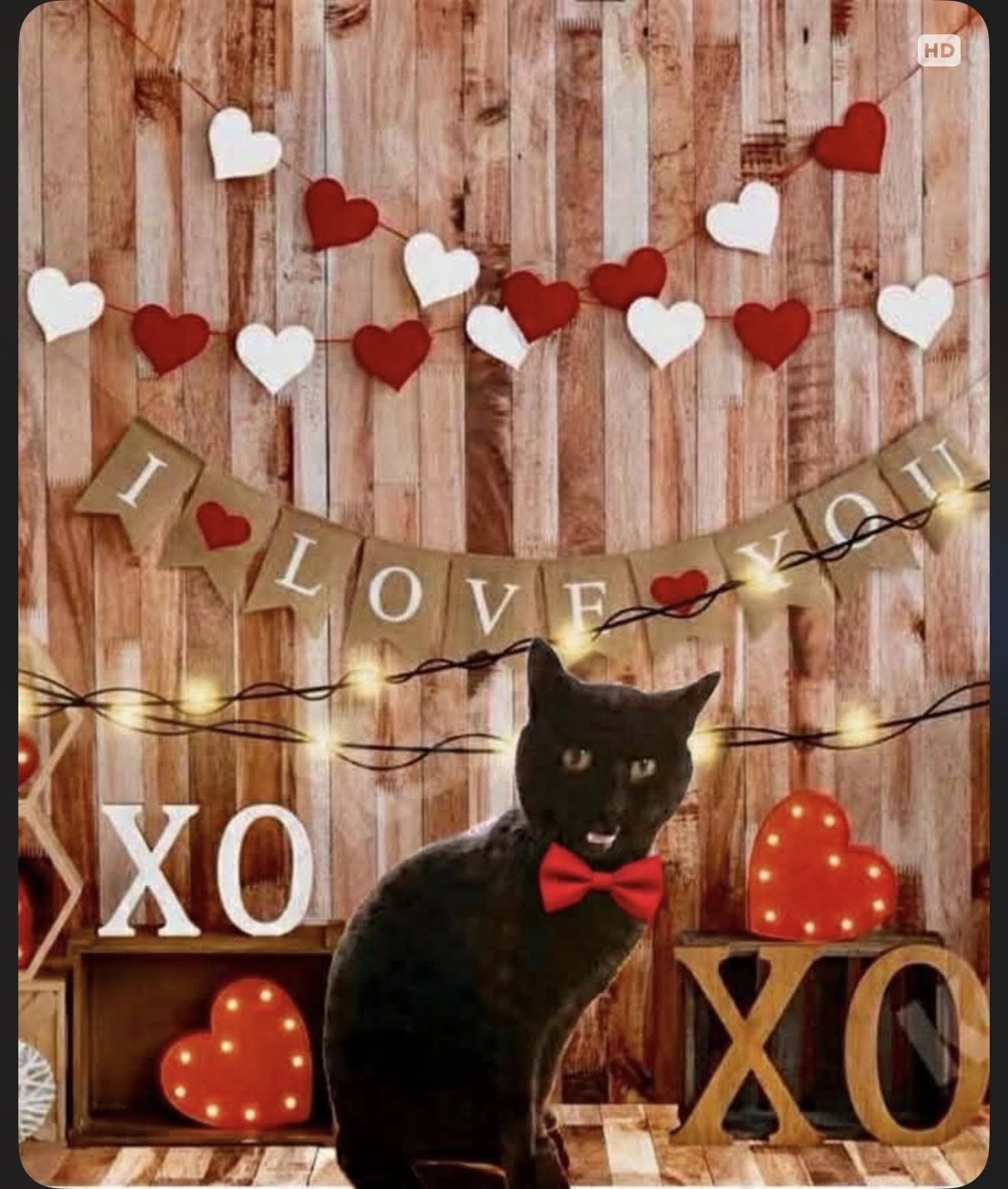 MR. CAT - Domestic Medium Hair available for adoption