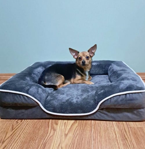 ANDY - Chihuahua / Yellow Labrador Retriever available for adoption