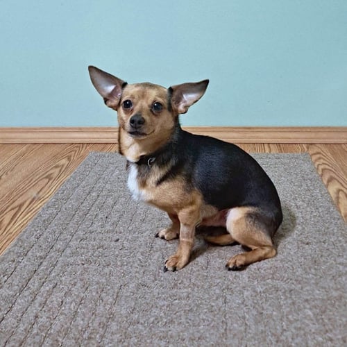 ANDY - Chihuahua / Yellow Labrador Retriever for adoption in Morgantown