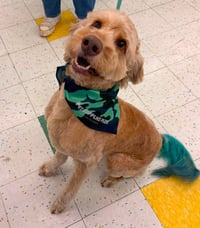 Buddy - Photo 1