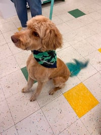 Buddy - Photo 2