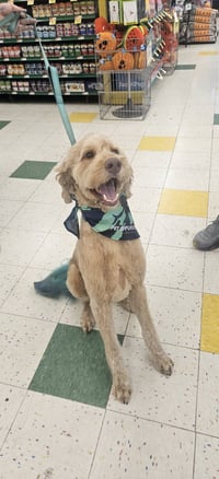 Buddy - Photo 3