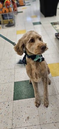Buddy - Photo 4