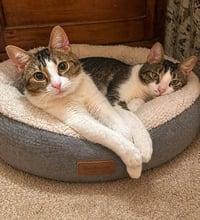 Jenna and Jayla - Photo 1