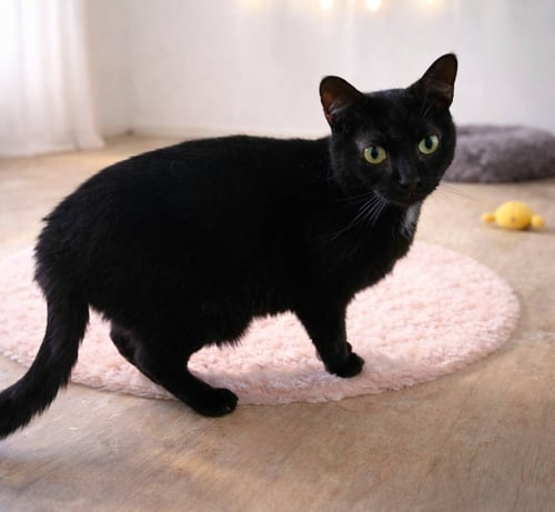 NOVA - Domestic Short Hair available for adoption
