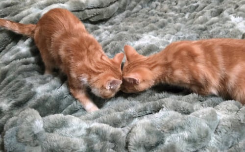 CHUCK AND CHARLIEO
