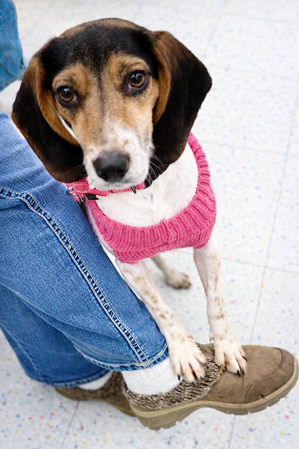 RIVER - Beagle available for adoption