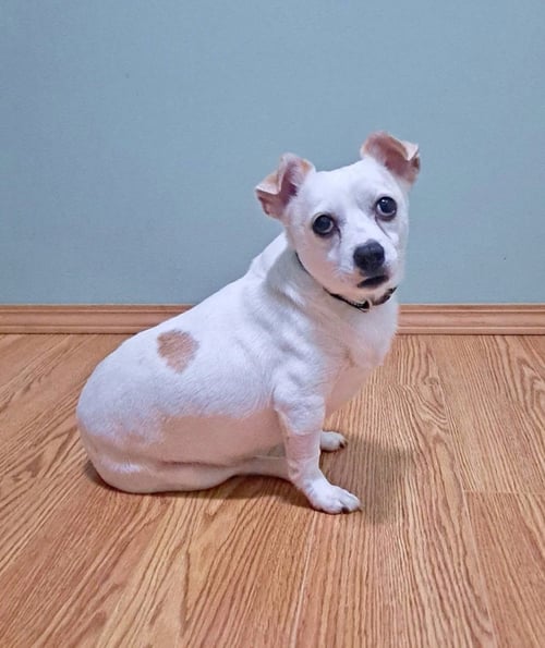 CASPER - Unknown for adoption in Morgantown