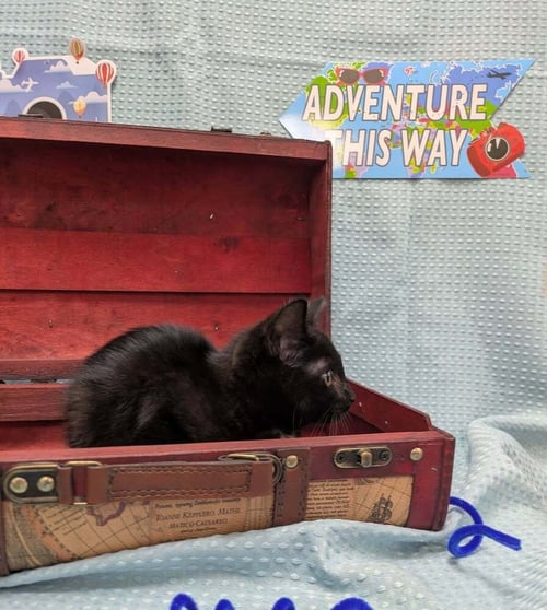 JOE - Domestic Short Hair available for adoption