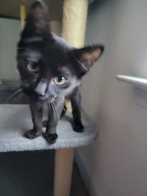 JOE - Domestic Short Hair for adoption in Raleigh
