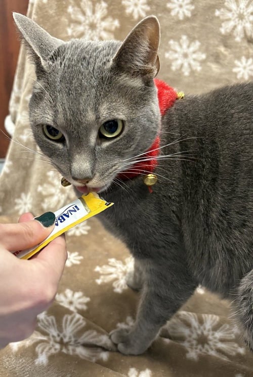 VALARR - Domestic Short Hair for adoption in Raleigh