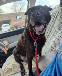 Zeus - Photo 1