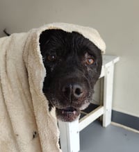 Zeus - Photo 3