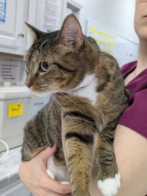 HOT TAMALE - Domestic Short Hair available for adoption