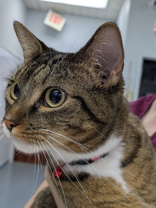 HOT TAMALE - Domestic Short Hair for adoption in Raleigh
