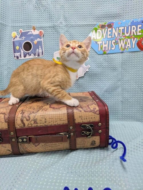CHEESE - Domestic Short Hair for adoption in Raleigh