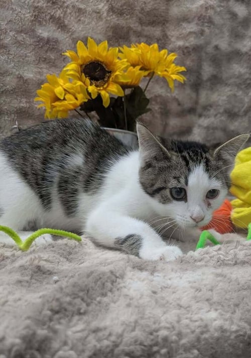 THOR - Domestic Short Hair for adoption in Raleigh