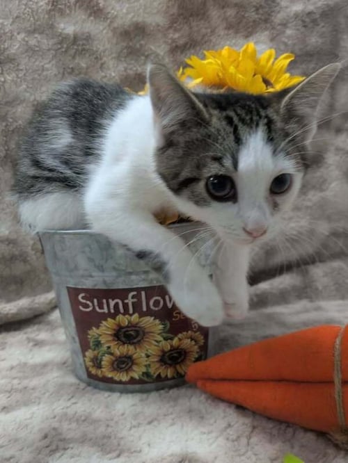THOR - Domestic Short Hair available for adoption