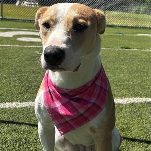 SASHA - Pit Bull Terrier for adoption in Cary