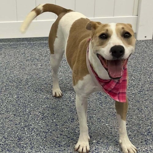 SASHA - Pit Bull Terrier available for adoption