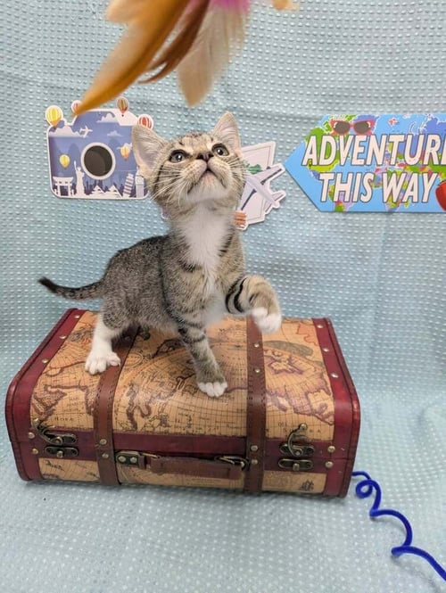 MISS MCDOUBLE - Domestic Short Hair available for adoption