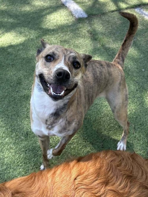 CALLIE - Pit Bull Terrier available for adoption