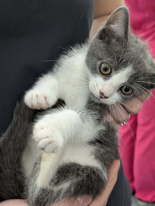 BERRY PUNCH - Domestic Short Hair for adoption in Raleigh