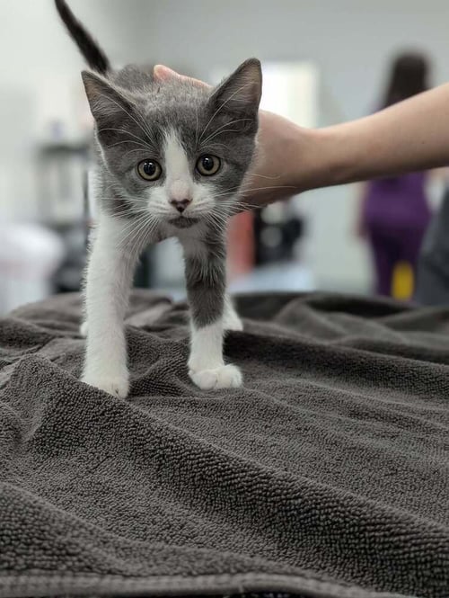 BERRY PUNCH - Domestic Short Hair available for adoption