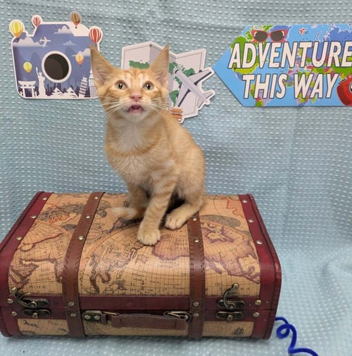 MURR - Domestic Short Hair for adoption in Raleigh