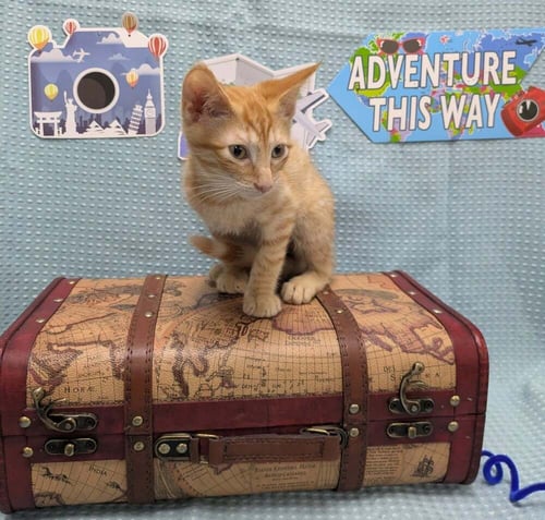 MURR - Domestic Short Hair available for adoption