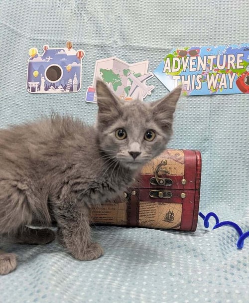 Q - Domestic Long Hair for adoption in Raleigh