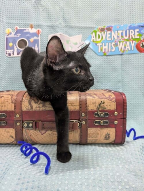SAL - Domestic Short Hair for adoption in Raleigh