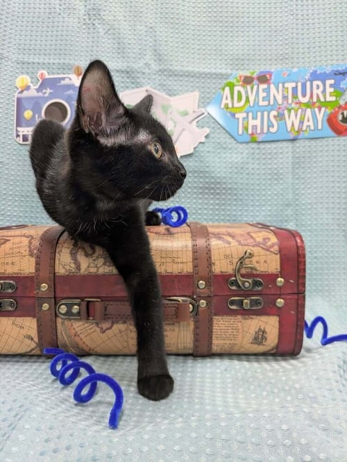 SAL - Domestic Short Hair available for adoption