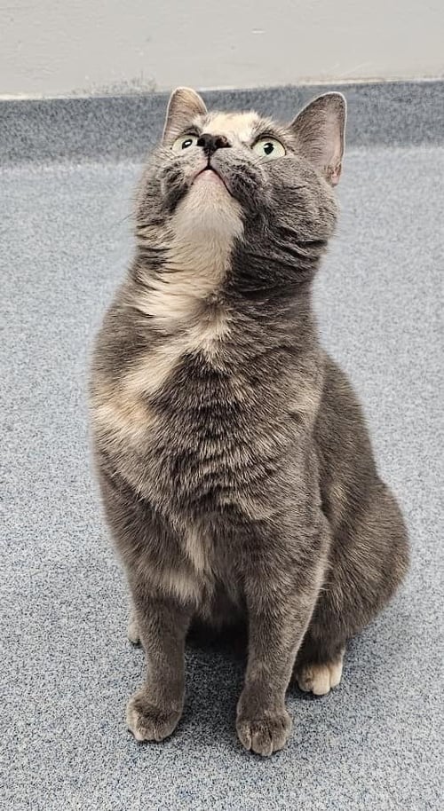 FERN - Domestic Short Hair for adoption in Raleigh