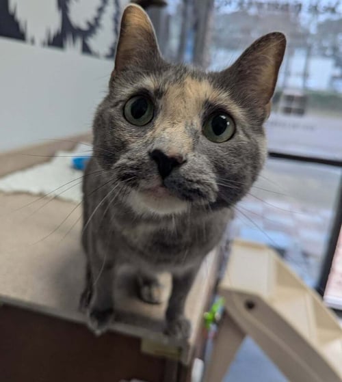 FERN - Domestic Short Hair available for adoption
