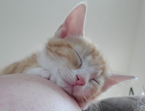 APPLE JACK - Domestic Short Hair for adoption in Raleigh