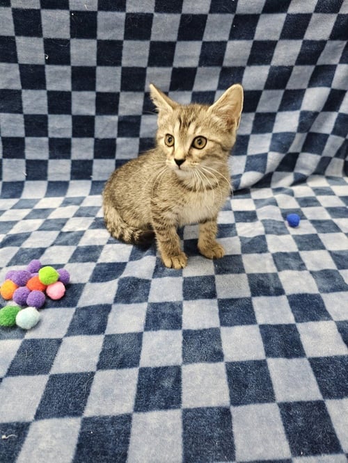 WHOPPER - Domestic Short Hair available for adoption