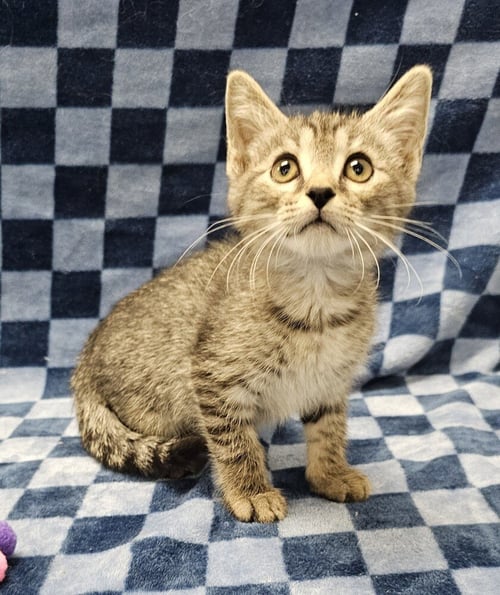 WHOPPER - Domestic Short Hair for adoption in Raleigh