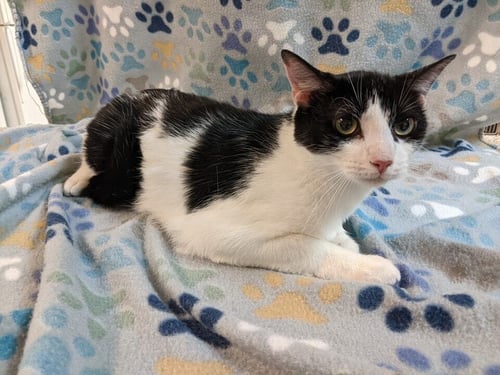 TYLER - Domestic Short Hair available for adoption