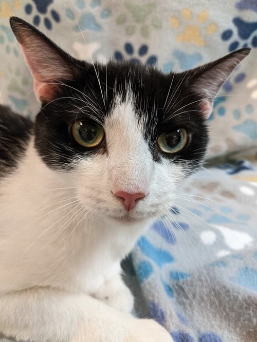 TYLER - Domestic Short Hair for adoption in Raleigh