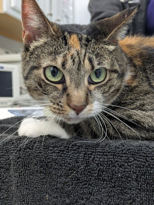 SALLY - Domestic Short Hair for adoption in Raleigh