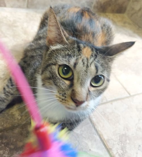 SALLY - Domestic Short Hair available for adoption