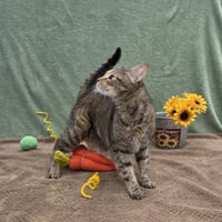 Dorothy - Photo 3