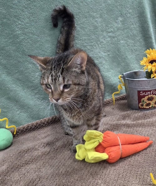 DOROTHY - Domestic Short Hair for adoption in Raleigh