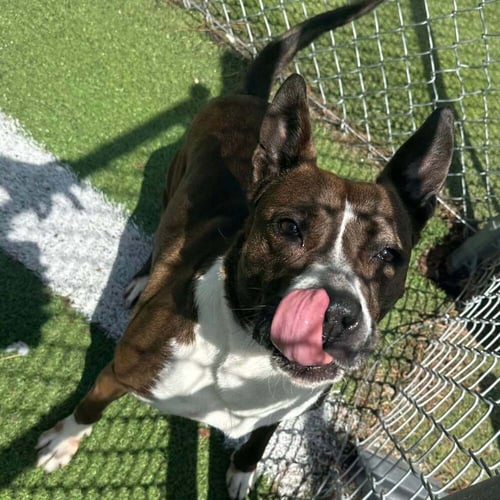SELENA - Boxer for adoption in Cary
