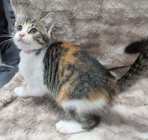 KYLE - Domestic Short Hair available for adoption