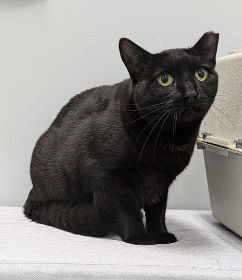 SUNSHINE - Domestic Short Hair for adoption in Raleigh